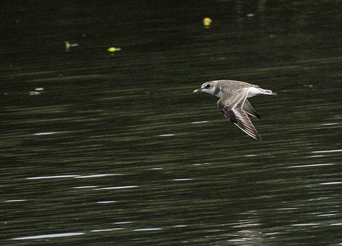 unknown plover_DSC9607.jpg