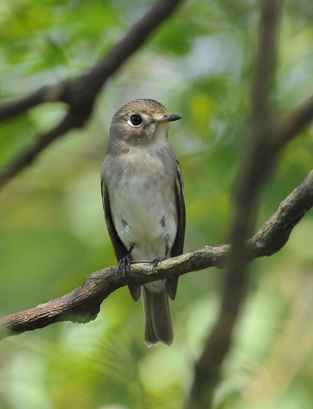 unknown flycatcher_DSC1279.jpg