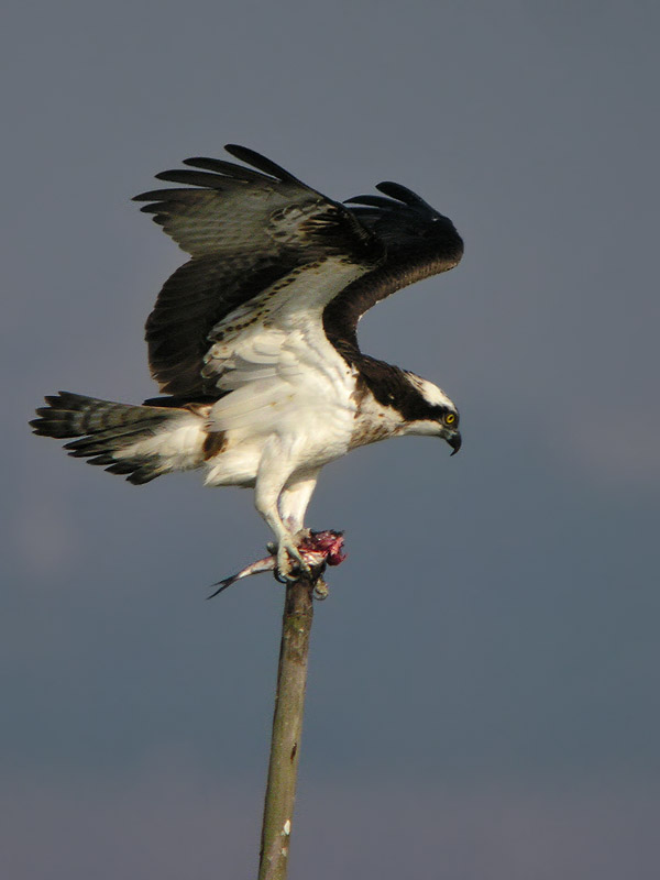 osprey fish DSCN6582.jpg