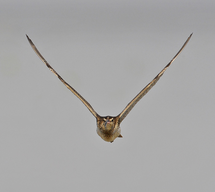 whimbrel flight_DSC1765.jpg