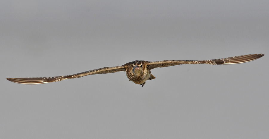 whimbrel flight_DSC1766.jpg