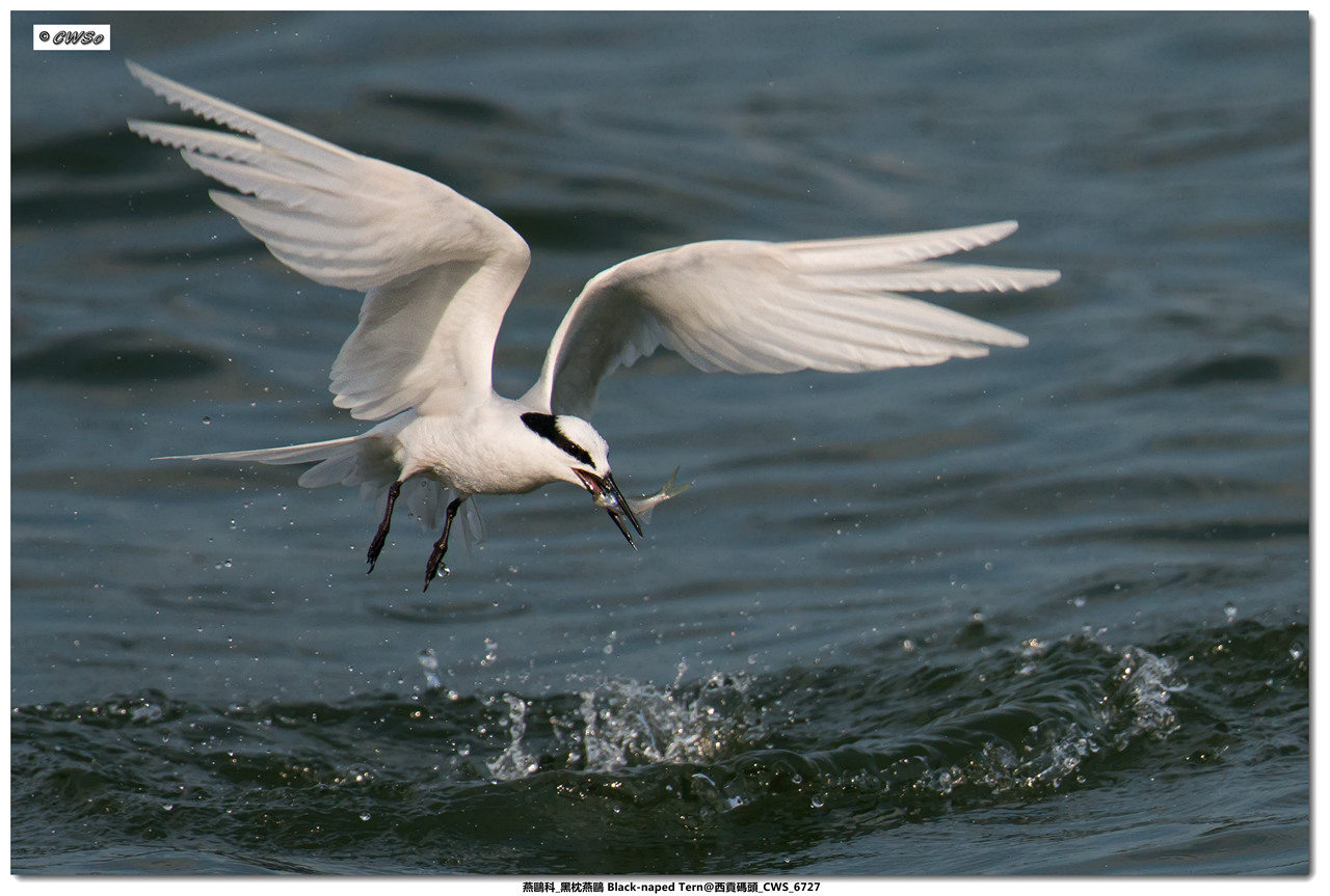 燕鷗科_黑枕燕鷗 Black-naped Tern@西貢碼頭_CWS_6727a.jpg