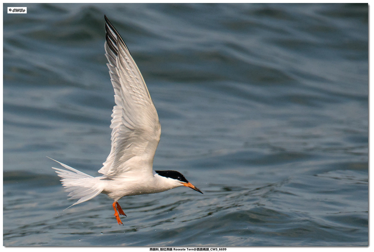 燕鷗科_粉紅燕鷗 Roseate Tern@西貢碼頭_CWS_6699a.jpg