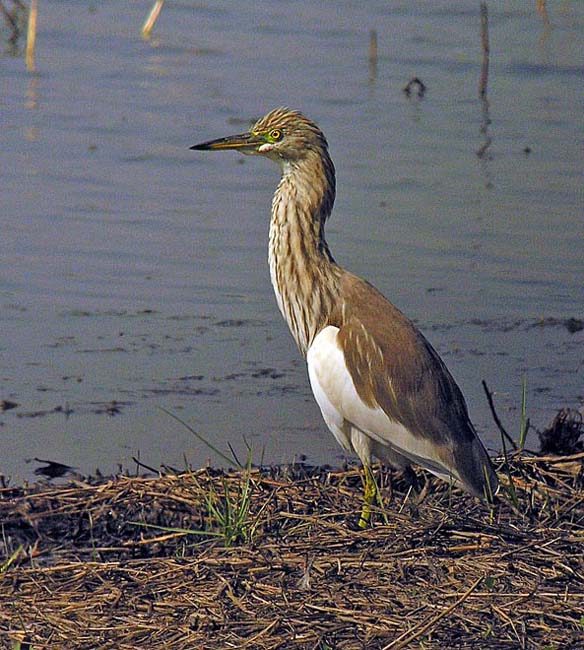 chinese pond heron DSCN4373.jpg