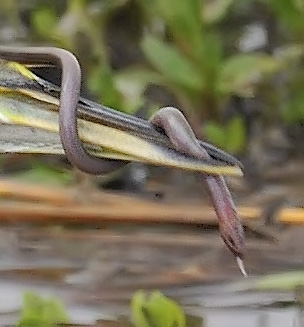 chinese pond heron eel close_DSC8343.jpg