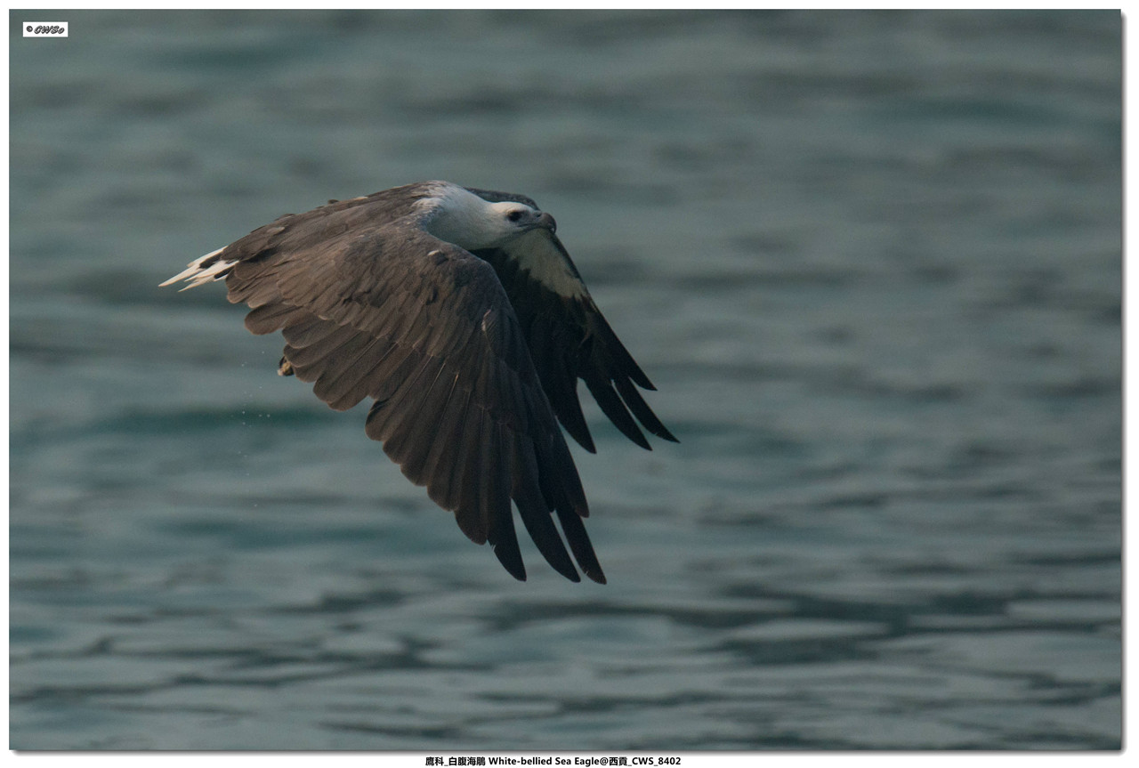 鷹科_白腹海鵰 White-bellied Sea Eagle@西貢_CWS_8402a.jpg