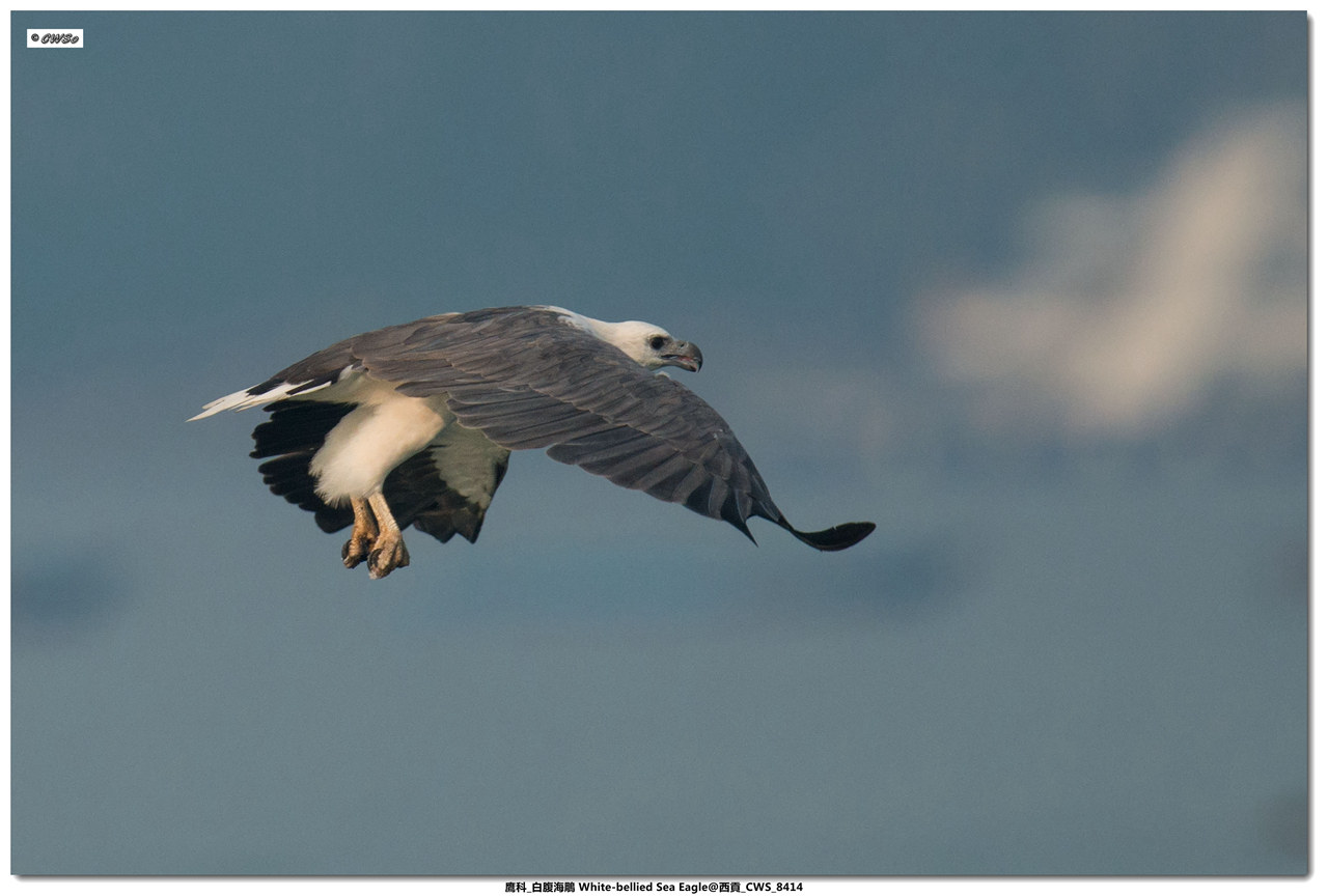 鷹科_白腹海鵰 White-bellied Sea Eagle@西貢_CWS_8414a.jpg