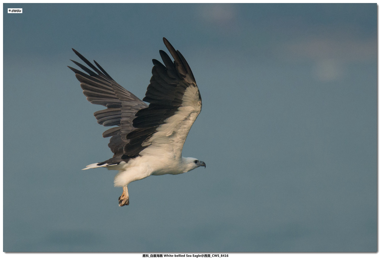 鷹科_白腹海鵰 White-bellied Sea Eagle@西貢_CWS_8416a.jpg