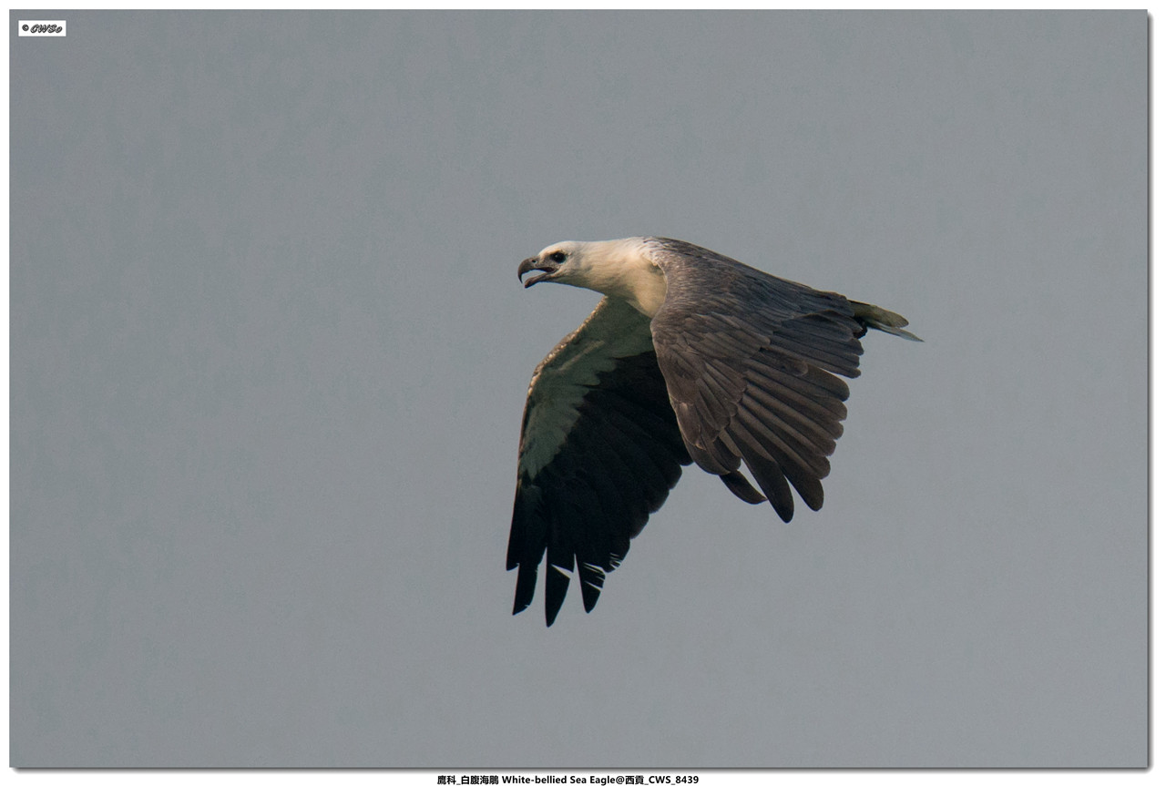 鷹科_白腹海鵰 White-bellied Sea Eagle@西貢_CWS_8439a.jpg