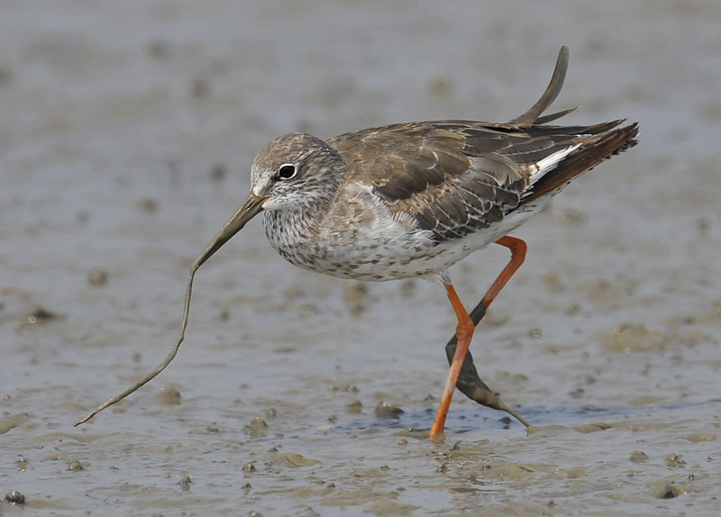 redshank worm_DSC2851.jpg