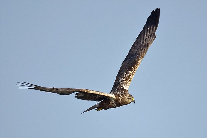 Eastern-marsh-harrier-2.jpg