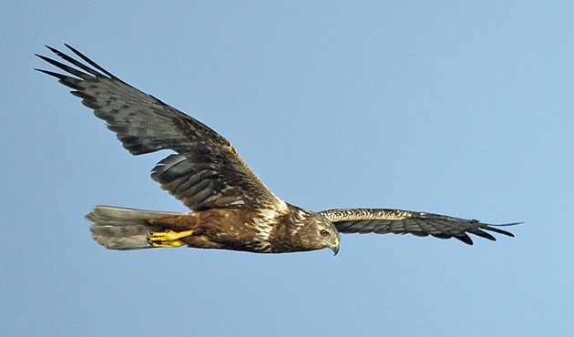 Eastern-marsh-harrier.jpg