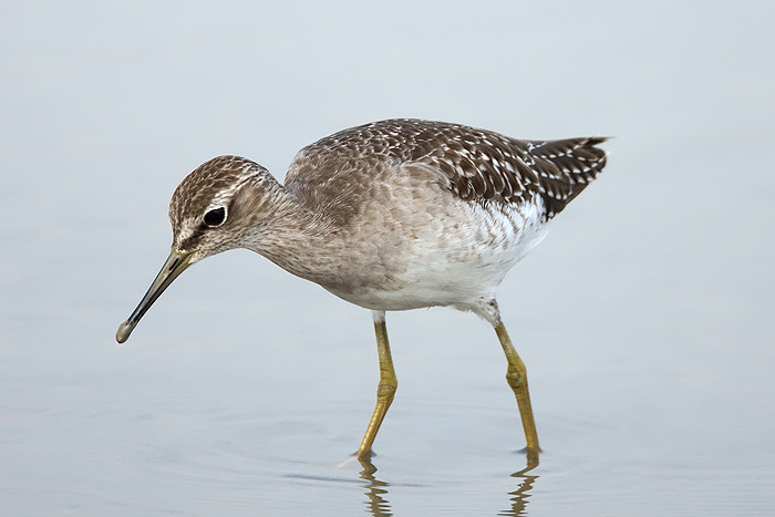 Wood-sandpiper-2.jpg