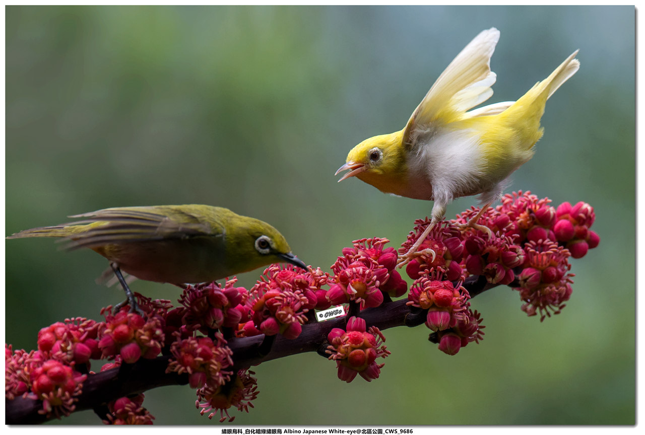 繡眼鳥科_白化暗綠繡眼鳥 Albino Japanese White-eye@北區公園_CWS_9686a.jpg