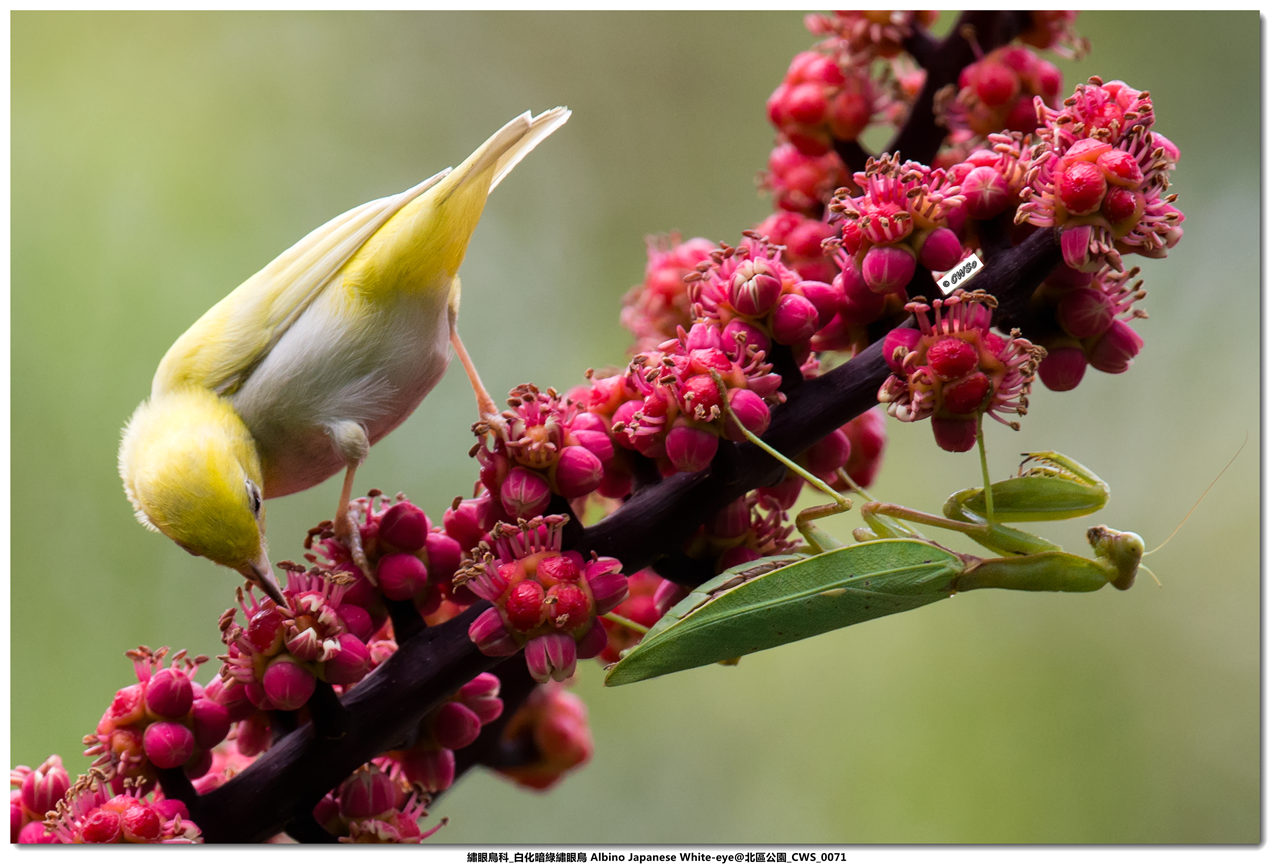 繡眼鳥科_白化暗綠繡眼鳥 Albino Japanese White-eye@北區公園_CWS_0071a.jpg