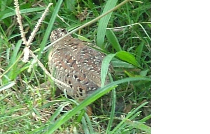 Yellow-legged Button-quail.jpg