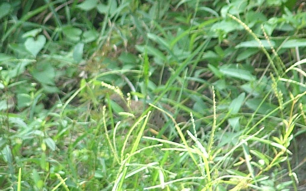 Yellow-legged Button-quail hiding.jpg