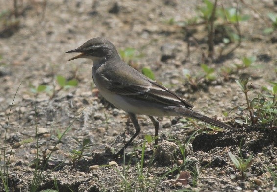 wagtail2.jpg