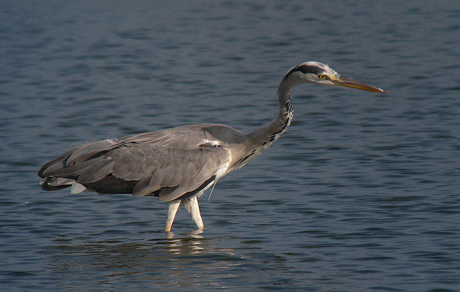 grey heron P6000 DSCN0133.jpg