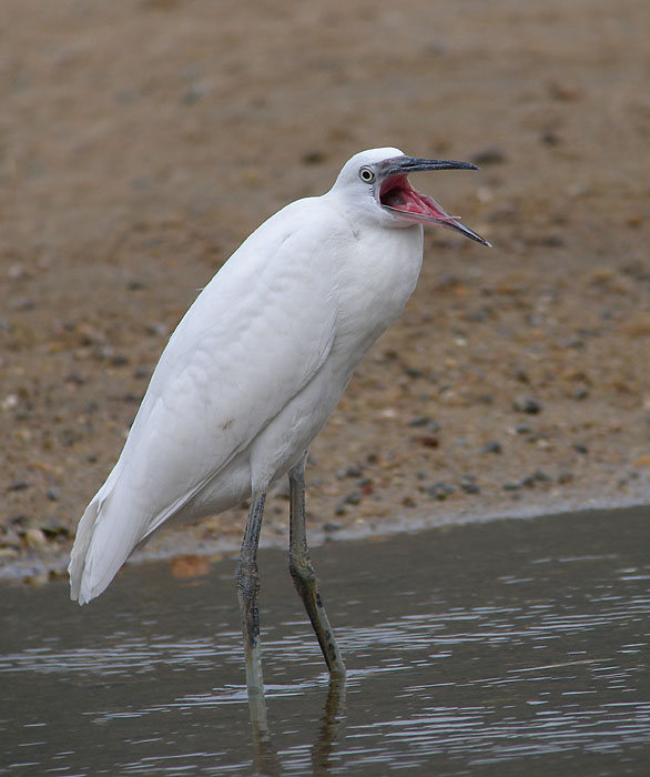 little egret yawn.P6000 sw 30x iso64DSCN9854.jpg