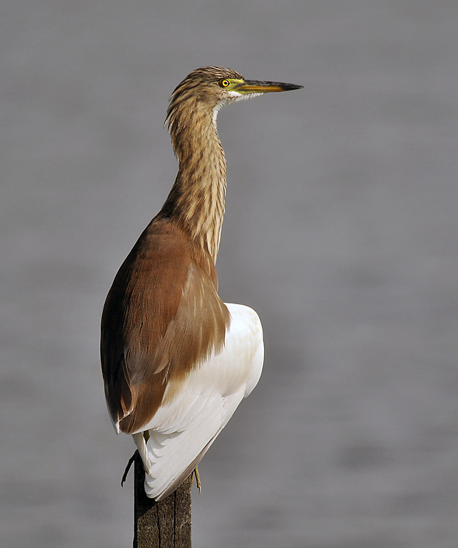 chinese pond heron D90_DSC0091.jpg