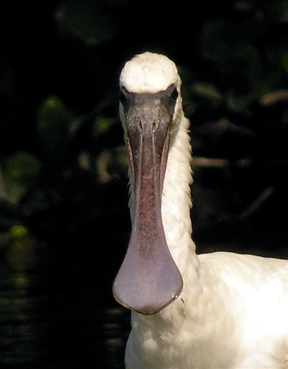 bf spoonbill.brownbill DSCN2982.jpg