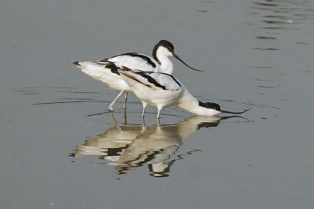 MaiPo_AvocetRitual.jpg