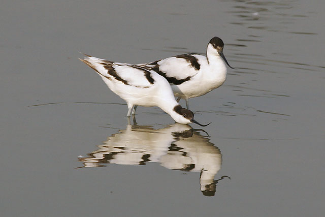 MaiPo_AvocetRitual2.jpg