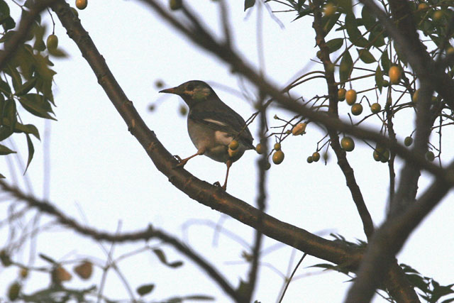 MaiPo_WhiteCheekedStarling.jpg