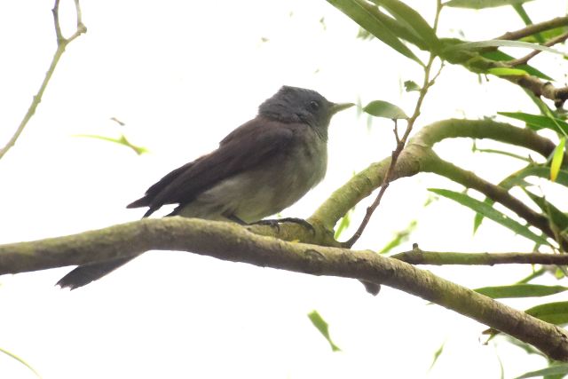 Black-naped Monarch female.jpg