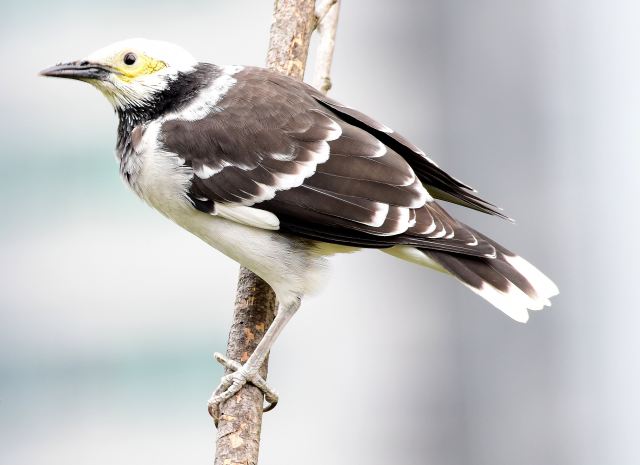 Black-collared Starling.jpg