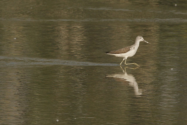 MaiPo_GreenShank.jpg