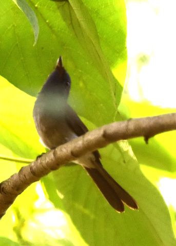 Black-naped Monarch female.jpg