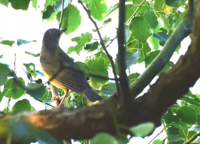 Grey-backed Thrush.jpg