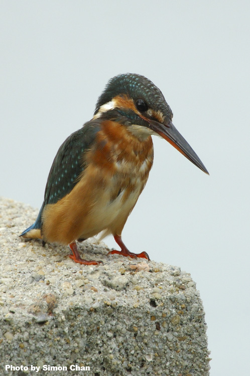 Common Kingfisher_2.jpg