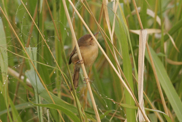 MaiPo_Prinia.jpg