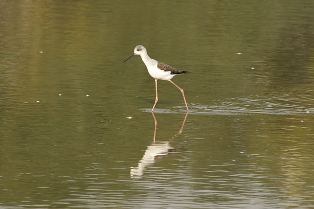 MaiPo_BWingedStilt(J).jpg