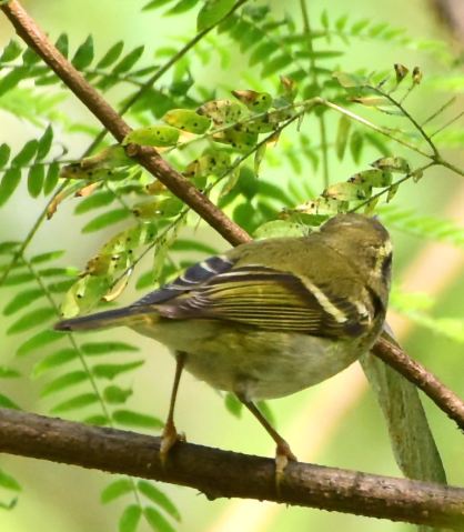 Warbler for ID (2).jpg