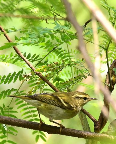 Warbler for ID (1).jpg