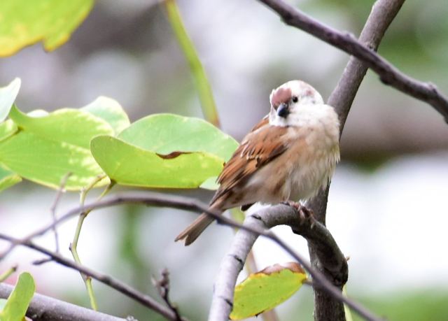 Abnormal Tree Sparrow (2).jpg