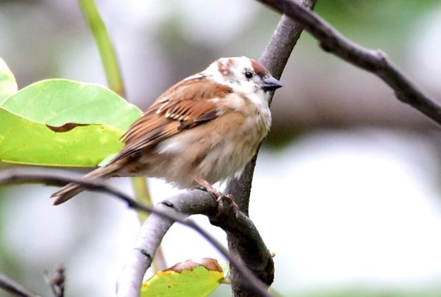 Abnormal Tree Sparrow.jpg