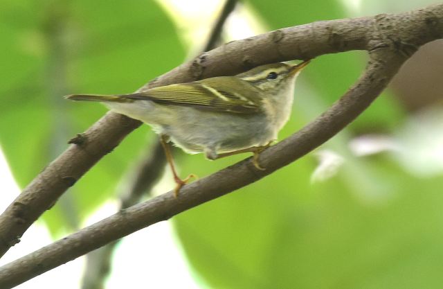 Yellow-browed Warbler.jpg