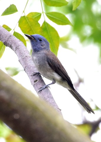 Black-naped Monarch.jpg