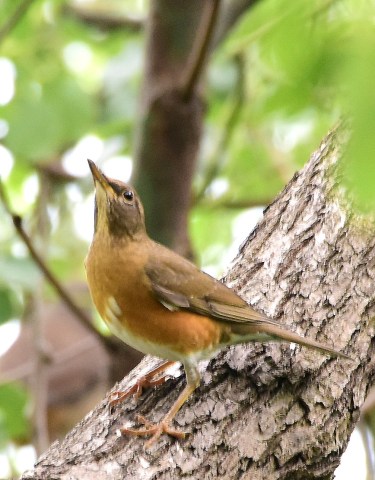 Brown-headed Thrush.jpg