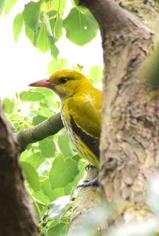 Black-naped Oriole.jpg