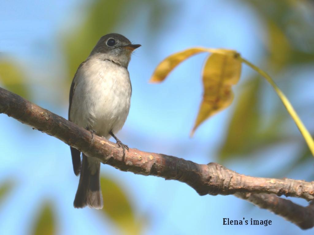 Asia Brown Flycatcher.JPG