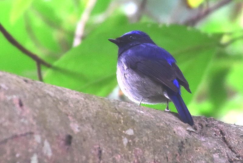 Small Niltava (male).jpg