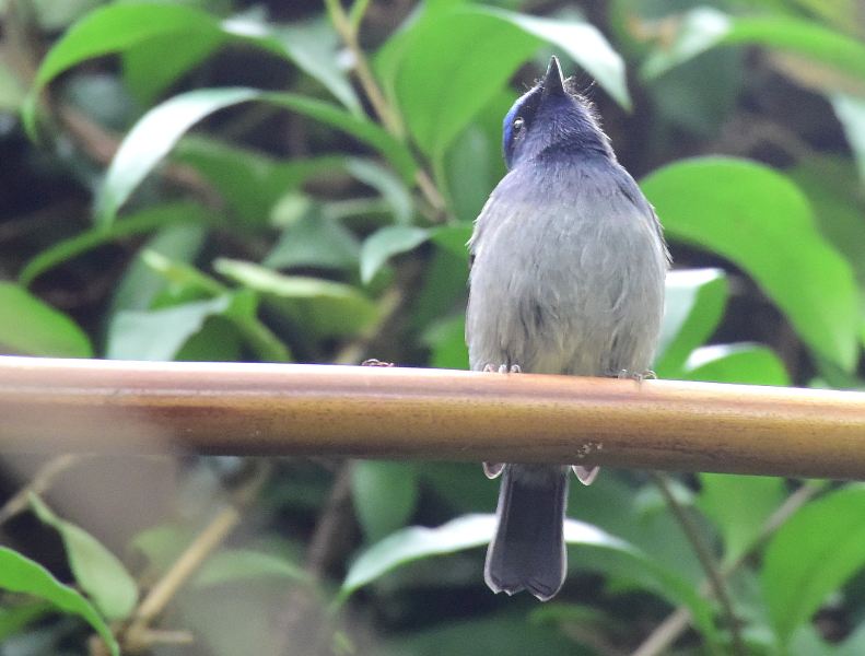 Small Niltava (male) 1.jpg