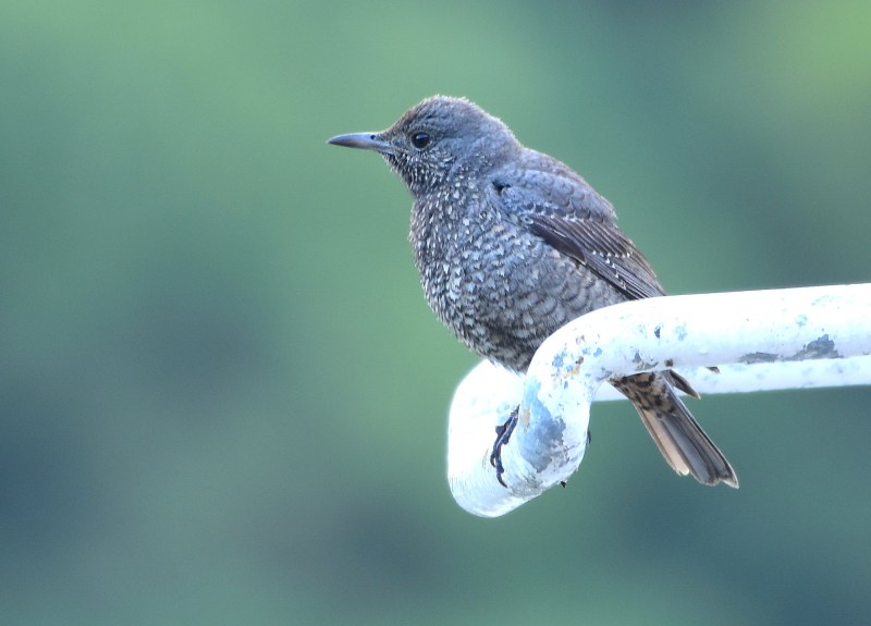 Blue Rock Thrush female.jpg