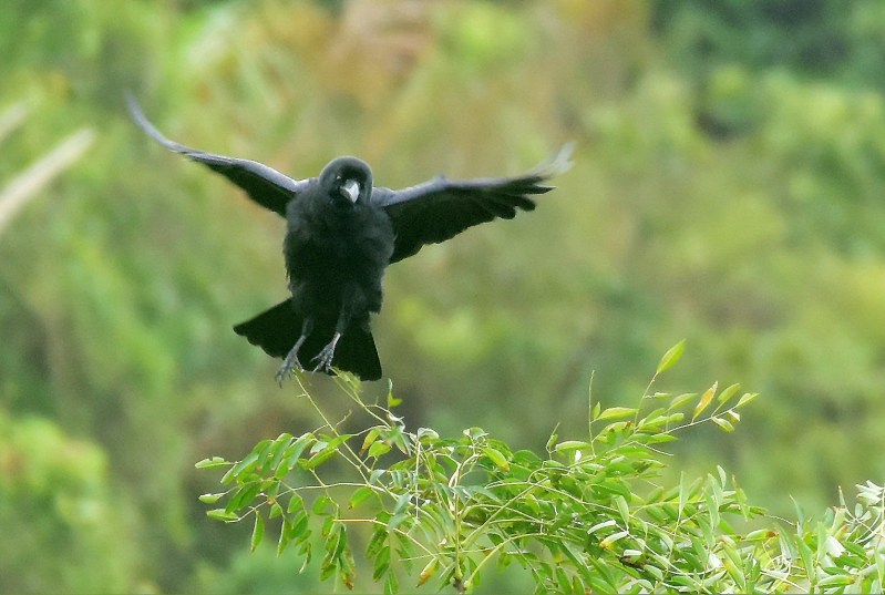 Large-billed Crow.jpg